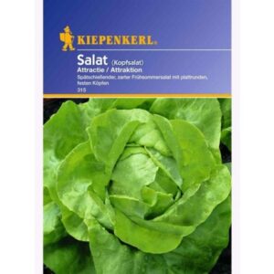 Kopfsalat Estelle