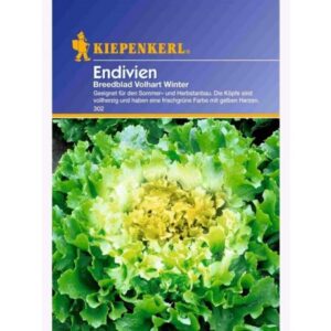 Endivien Myrna